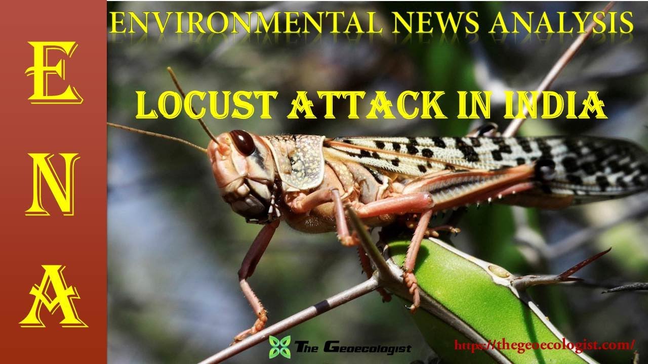 Environmental News Analysis (ENA)-13 | LOCUST ATTACK IN INDIA
