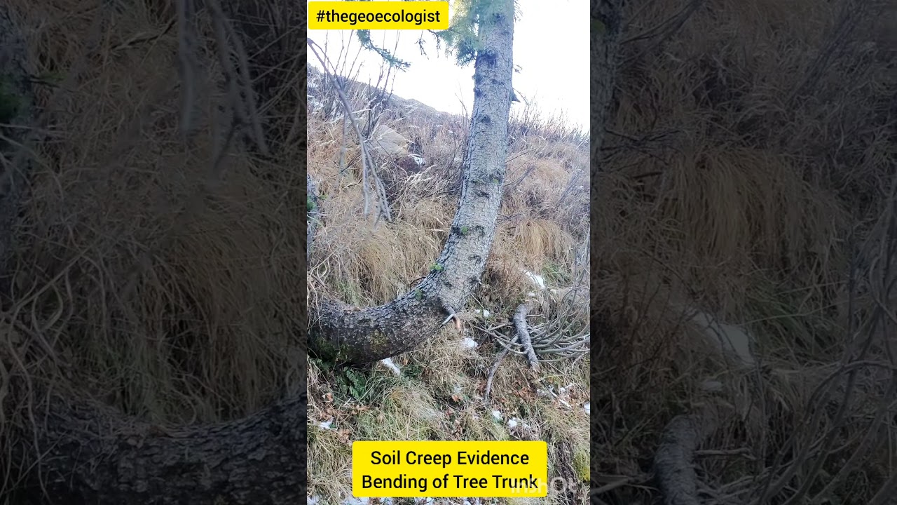 Soil Creep- Bending of Trunk on Slope- geoecologist #shorts