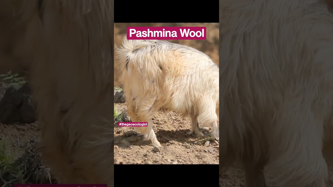 Pashmina Production- Changthangi Pashmina-Ladakh #shorts