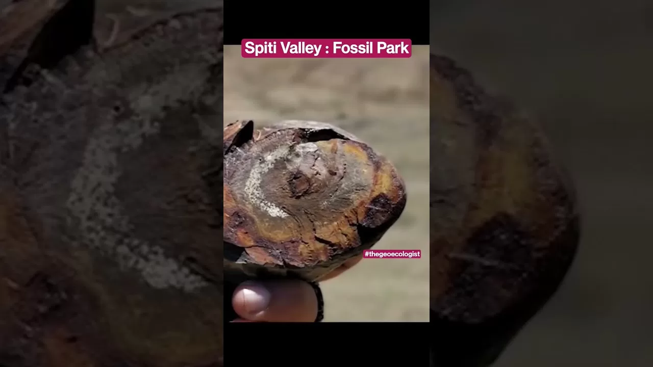 Spiti Valley- A potential fossil park- Geoecologist #shorts