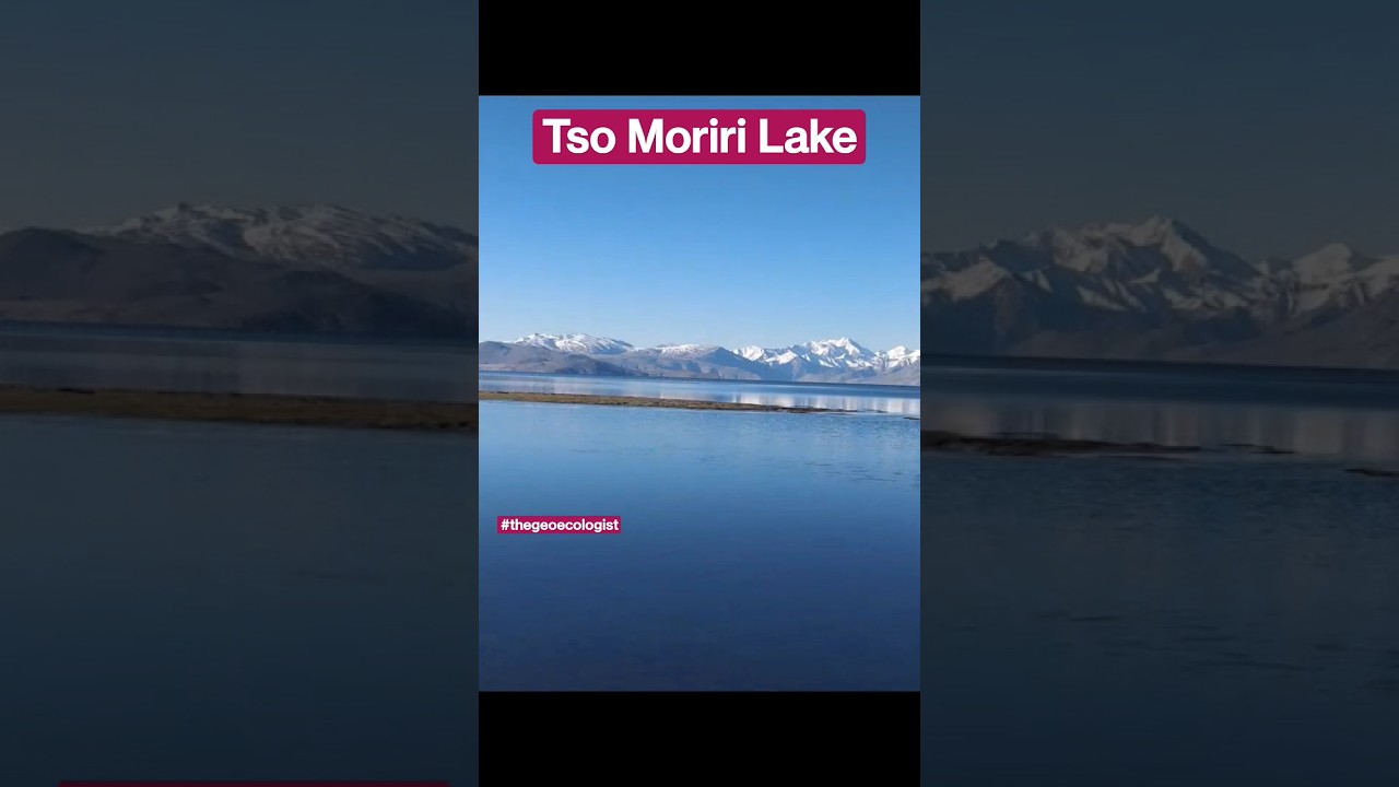 Tso Moriri Lake- Bird watching- Ladakh #shorts