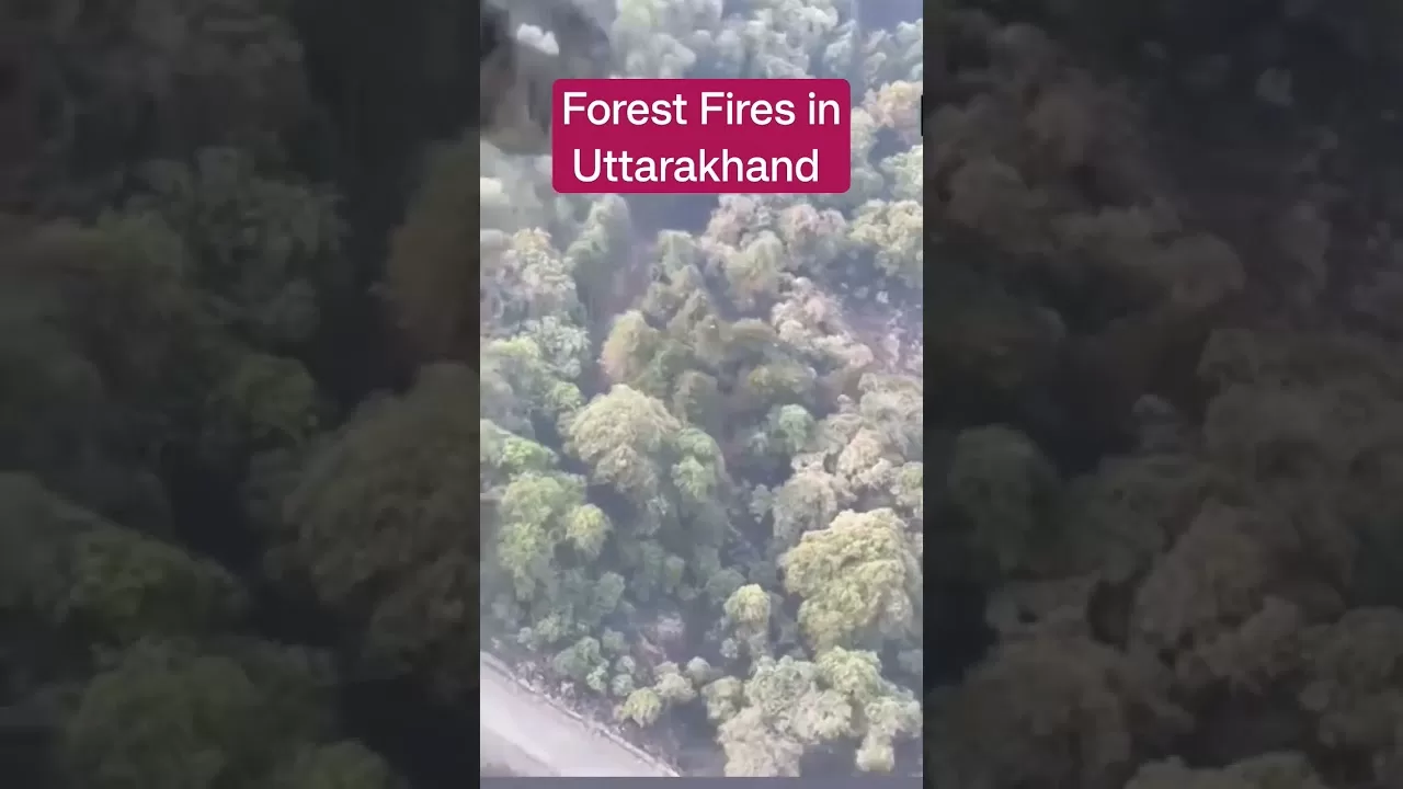 Forest Fire in Nainital- Uttarakhand #disaster #shorts