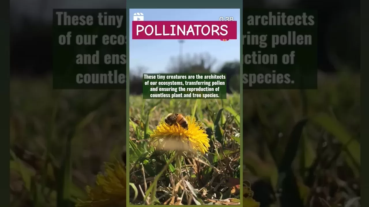 How Does Climate Change Affect Pollinators #climatechange #pollinators ...