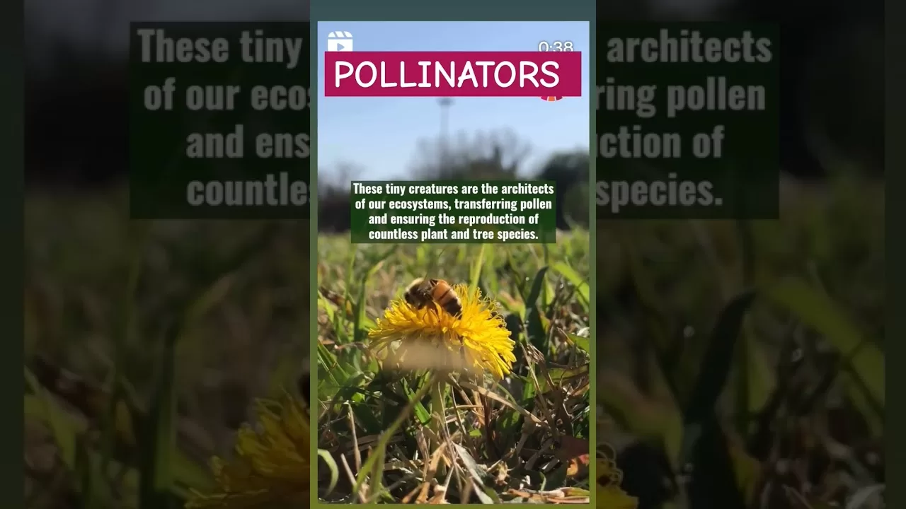 How Does Climate Change Affect Pollinators #climatechange #pollinators #viral #shorts